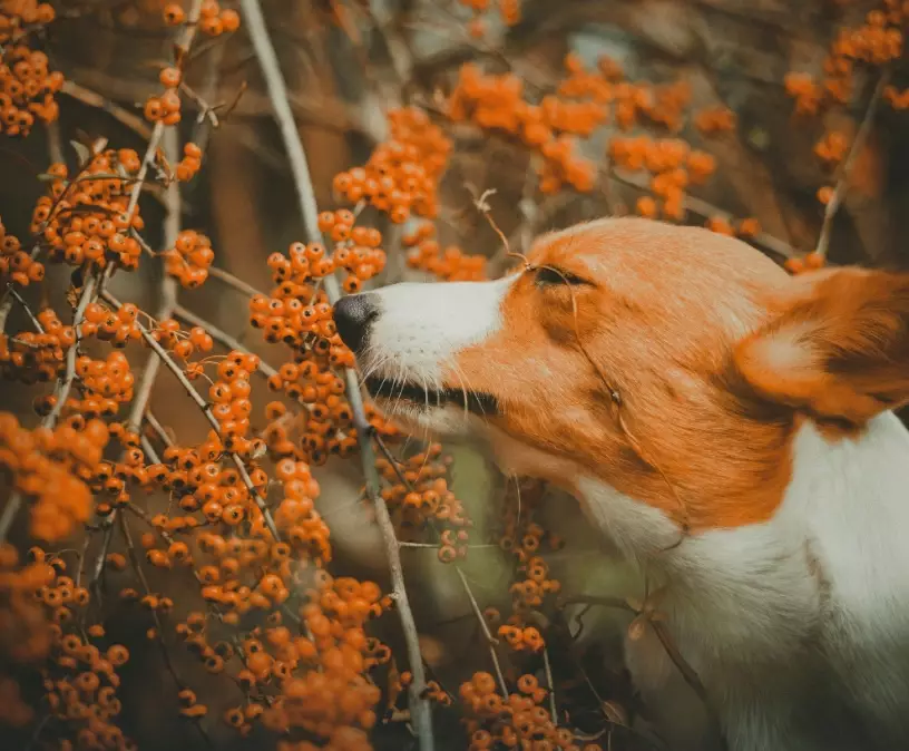 dog skin care natural remedies dog skin care natural remedies