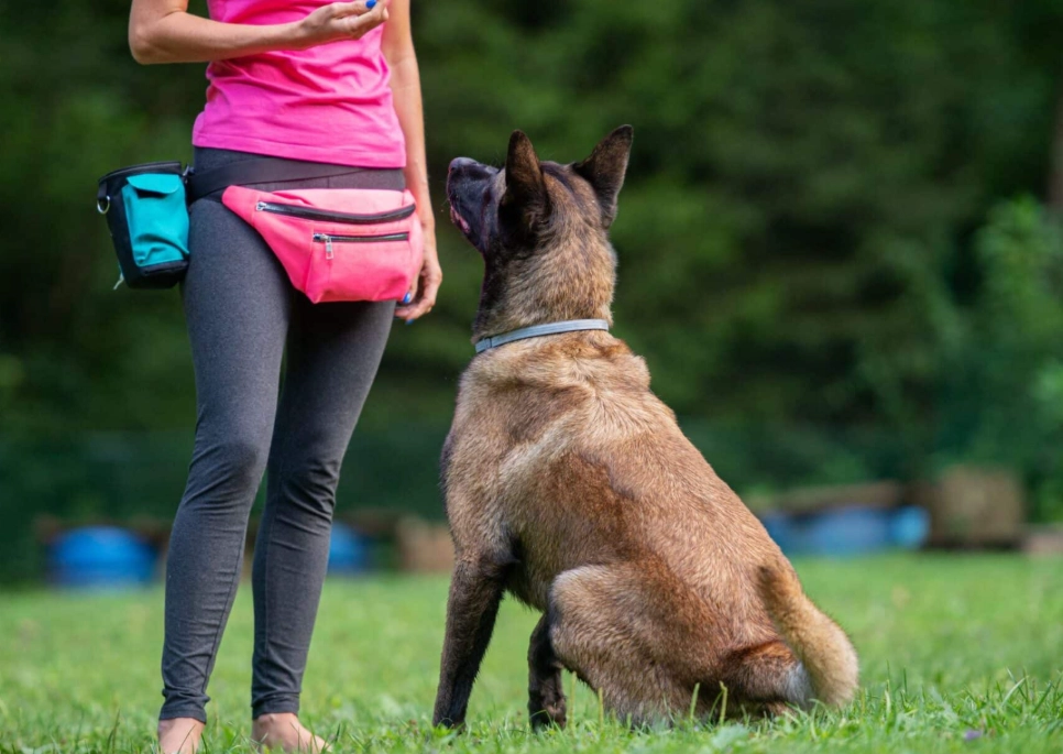 How a Dog Trainer Can Fix Resource Guarding