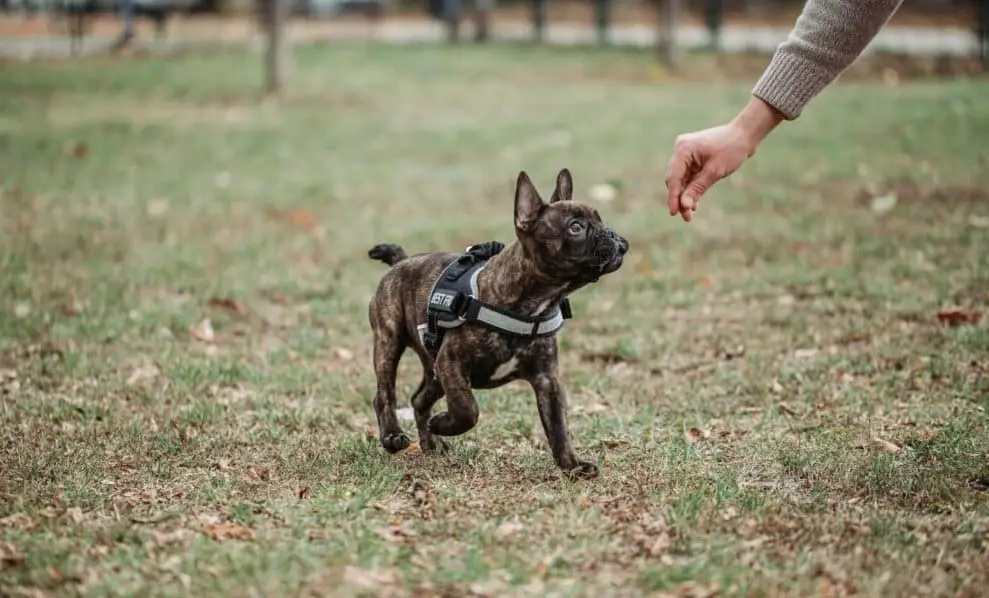 dog aggression training