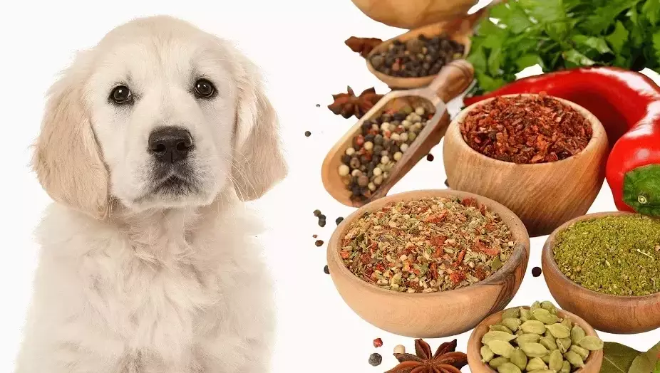 healthy dog food additives