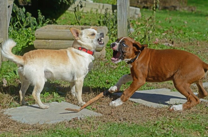 how to stop resource guarding between dogs