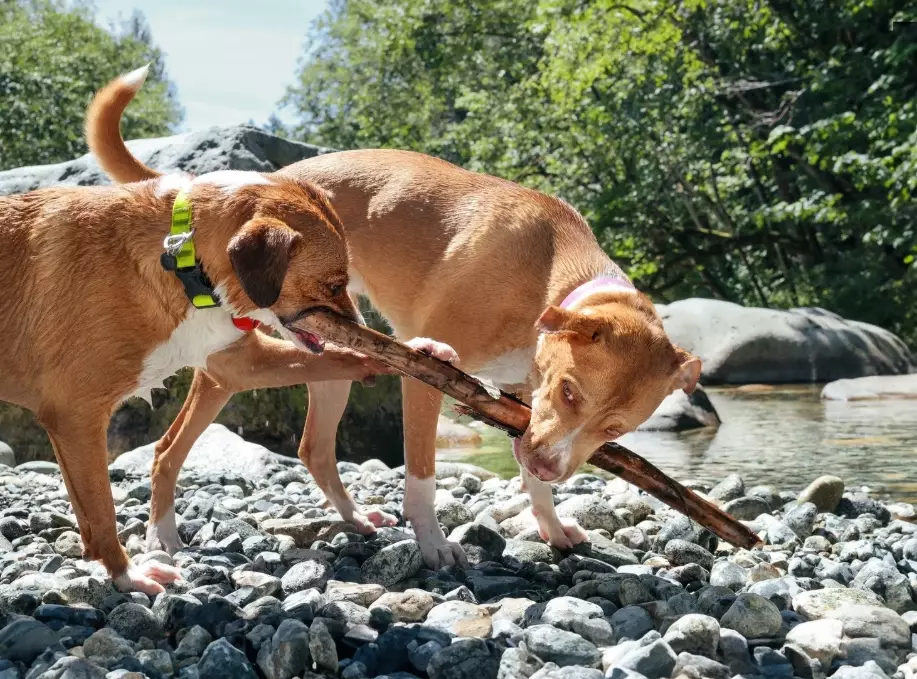 how to stop resource guarding between dogs how to stop resource guarding between dogs