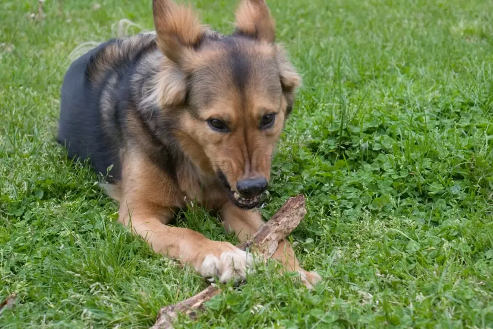 resource guarding dog trainer resource guarding dog trainer