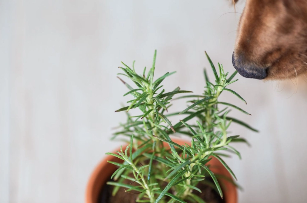 plants poisonous to dogs