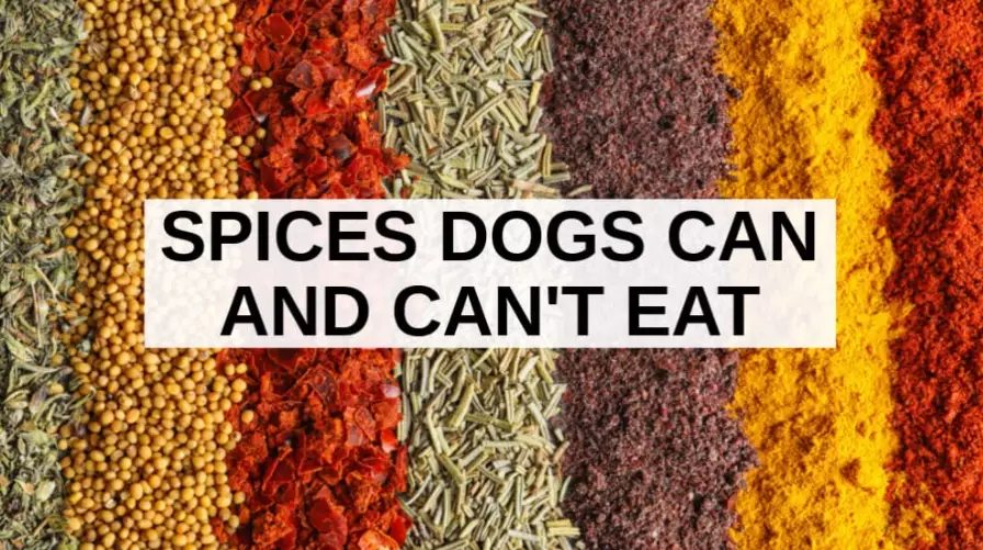spices for dogs spices for dogs
