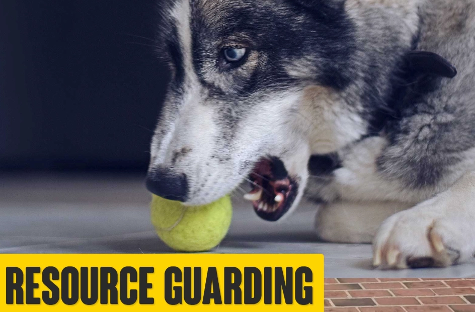 dog aggression treatment dog aggression treatment