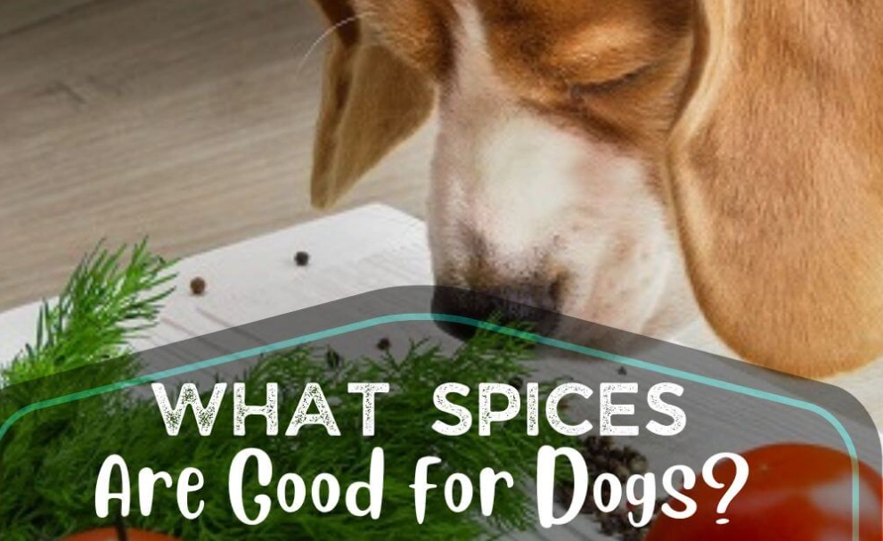 human food for dogs human food for dogs