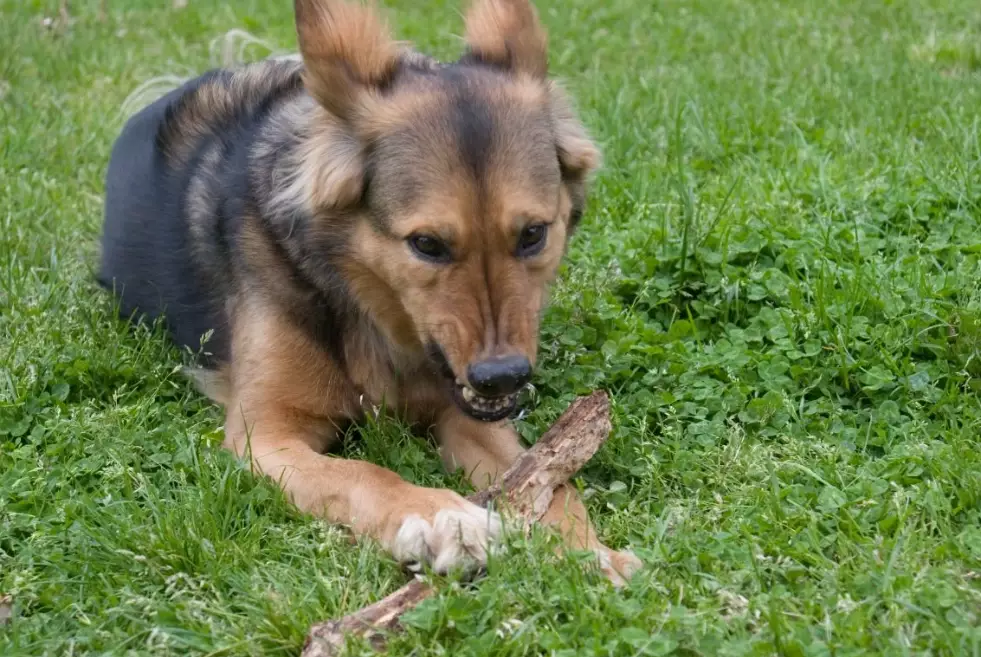 resource guarding dogs resource guarding dogs