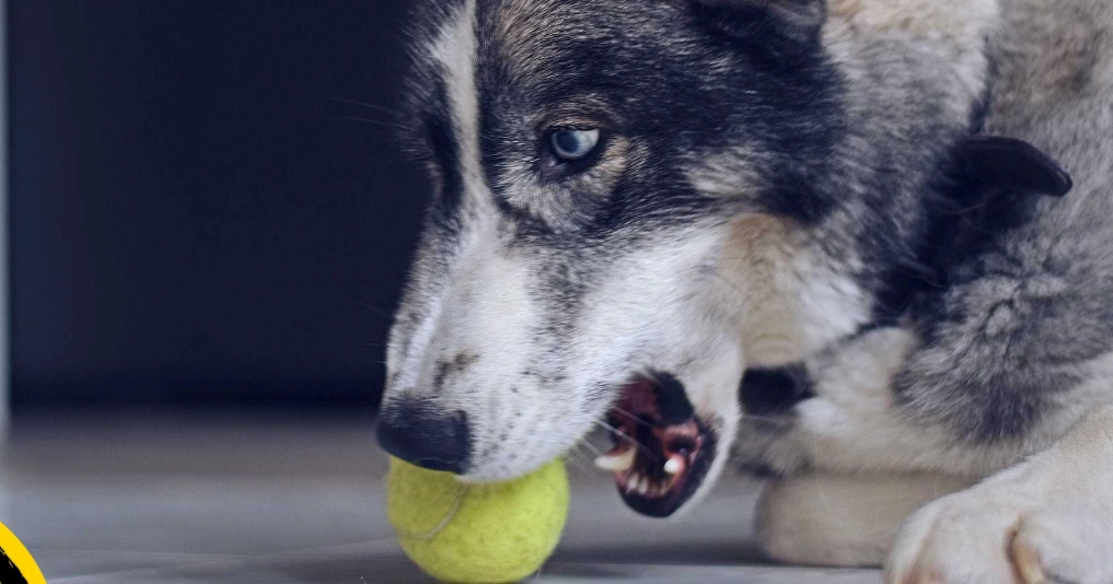 dog aggression training dog aggression training