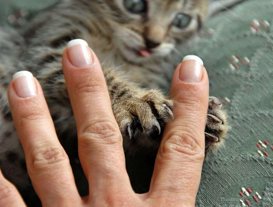 cat scratch disease symptoms cat scratch disease symptoms