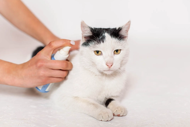 antiseptic for cat scratches