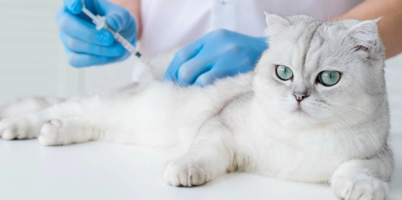 cat scratch infection cat scratch infection