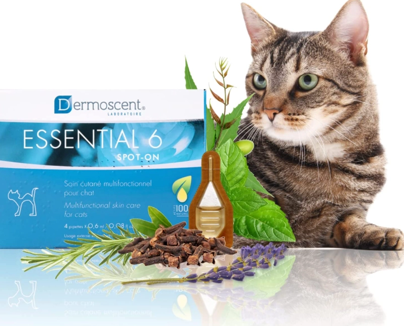 cat scratch infection