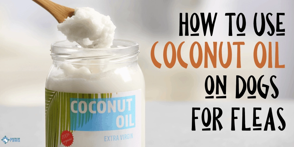 coconut oil for dog paws