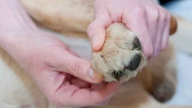 dry dog paws dry dog paws
