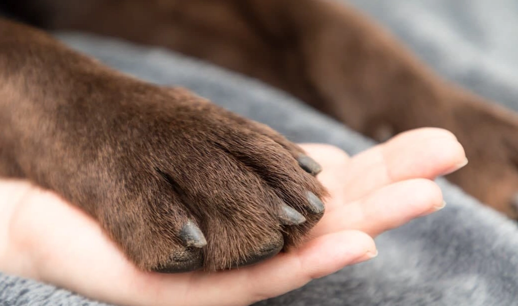 is coconut oil safe for dogs