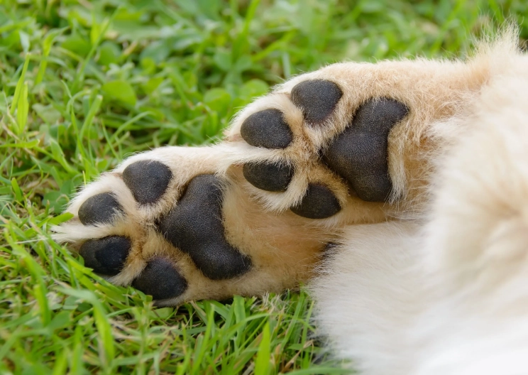 olive oil for dog paws olive oil for dog paws