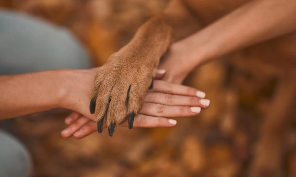 is coconut oil safe for dogs