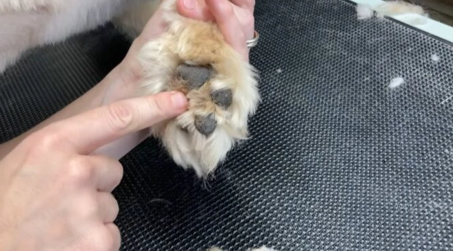 how often moisturize dog paws how often moisturize dog paws