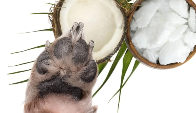 Can I rub coconut oil on my dog's paws?