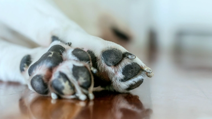 dog paw balm dog paw balm