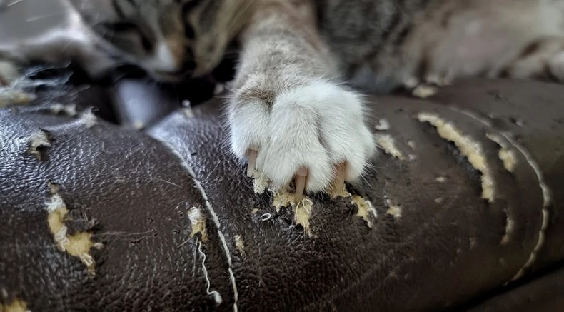 disinfect cat scratch disinfect cat scratch