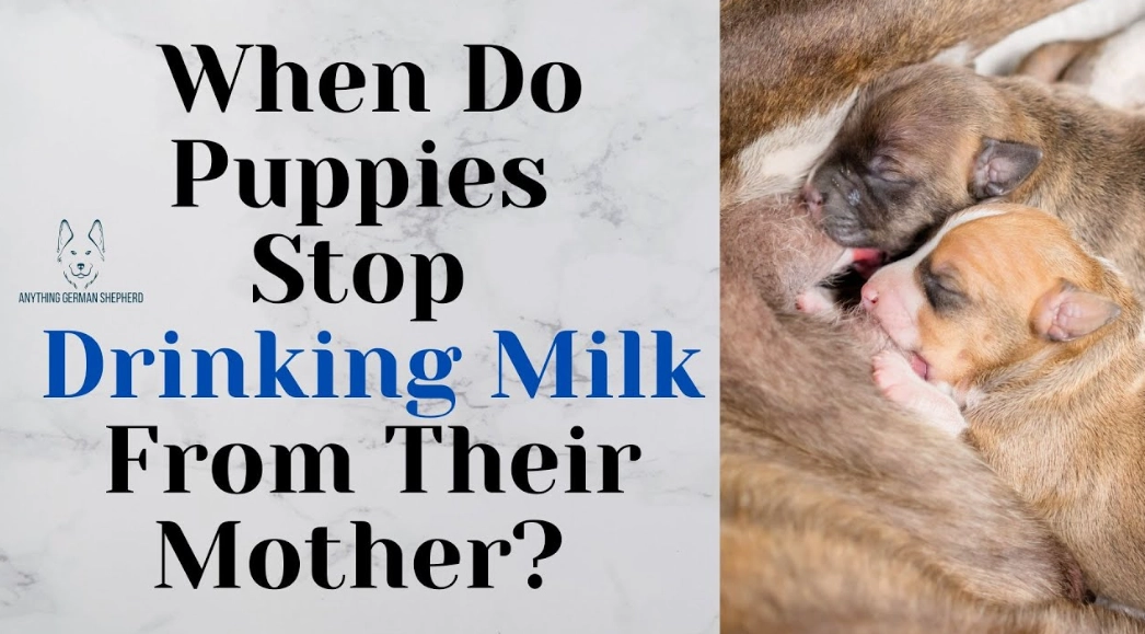 puppy feeding schedule puppy feeding schedule