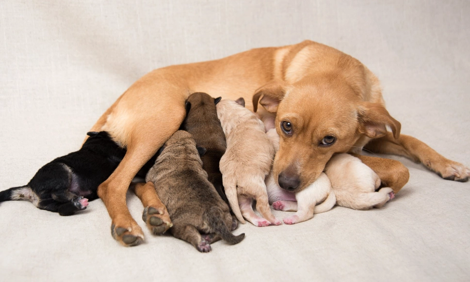 What happens if a puppy is taken from its mother too early?