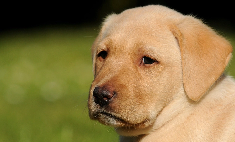 socialization period puppies