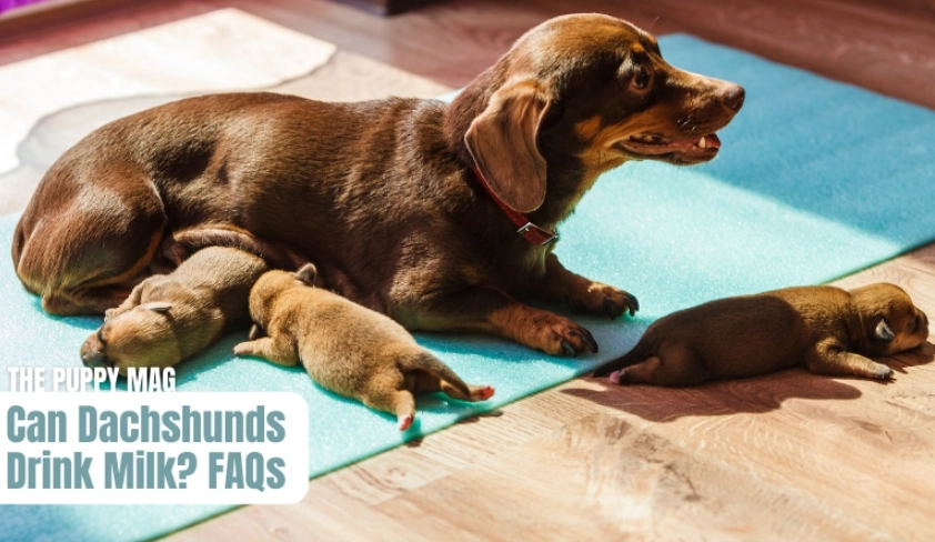 weaning puppies weaning puppies