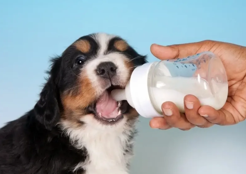 puppy nursing at night puppy nursing at night