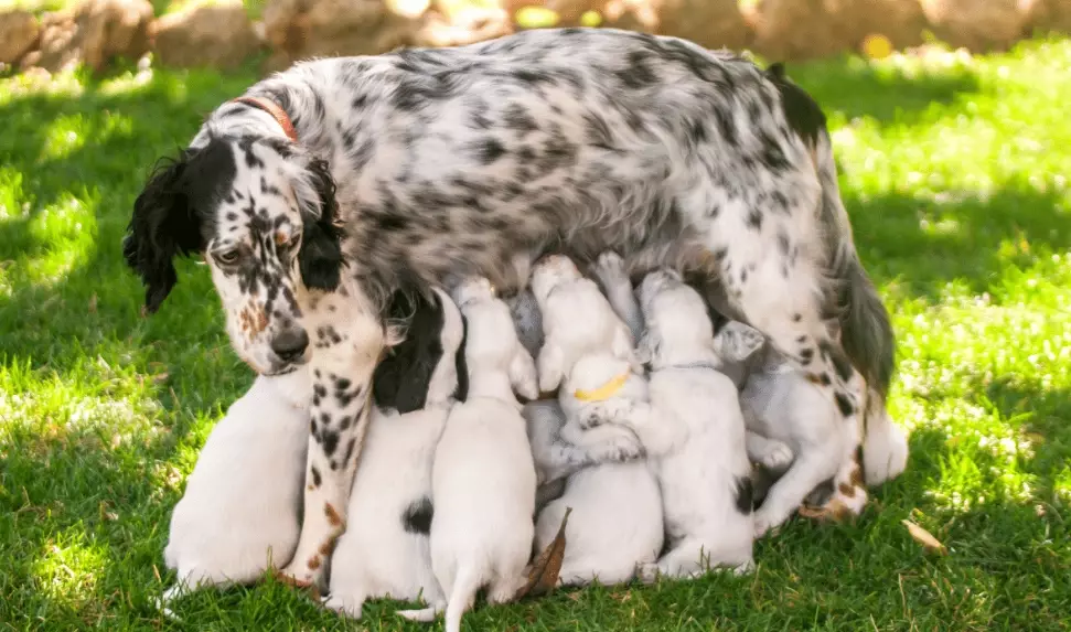Can a puppy leave at 4 weeks