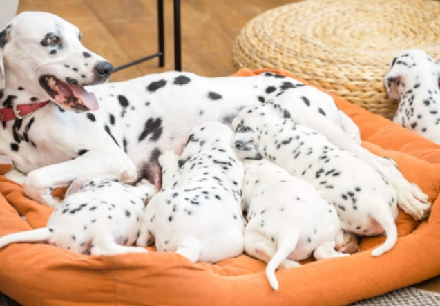 socialization window socialization window