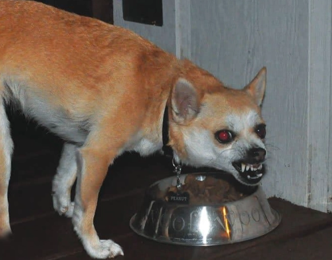 dog breeds that guard resources