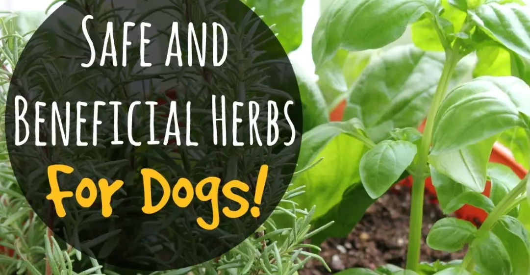 herbs for itchy dog skin herbs for itchy dog skin
