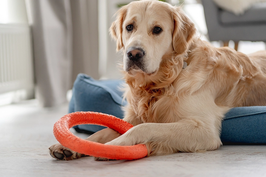 dog resource guarding bed