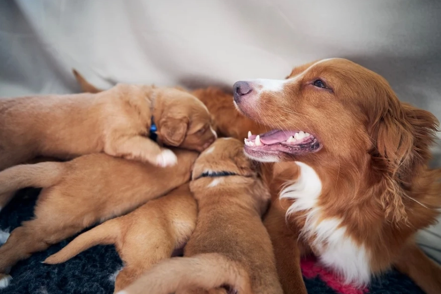 when do wolf pups leave the pack