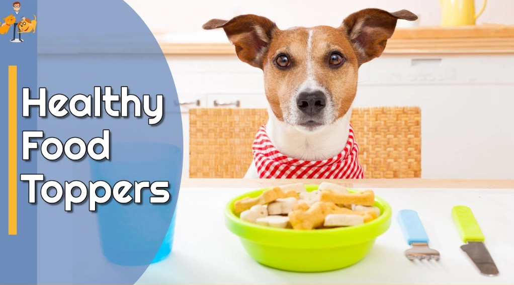 picky eater dog picky eater dog