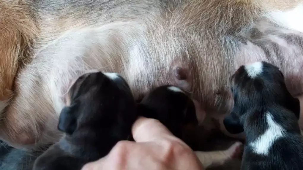 weaning puppies weaning puppies
