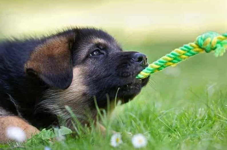 when can puppy leave mother