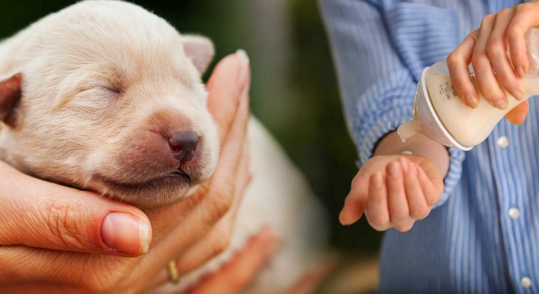 puppy feeding schedule puppy feeding schedule