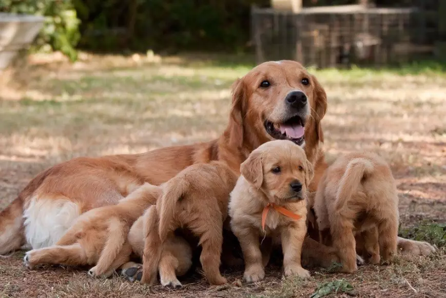 when can puppy leave mother