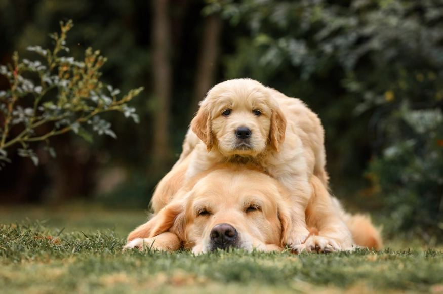 Can a puppy leave its mother at 6 weeks old?