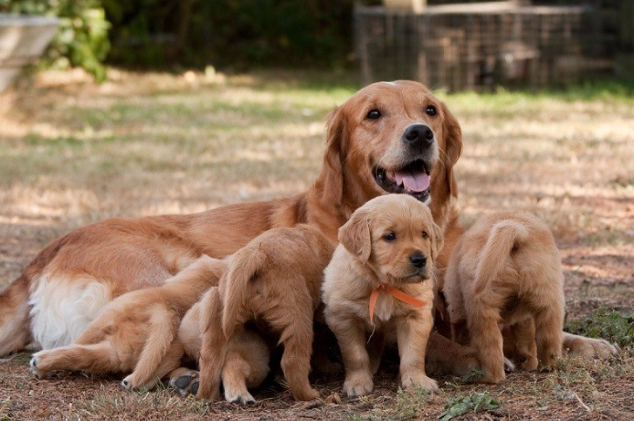 Can puppies leave mother at 6 weeks