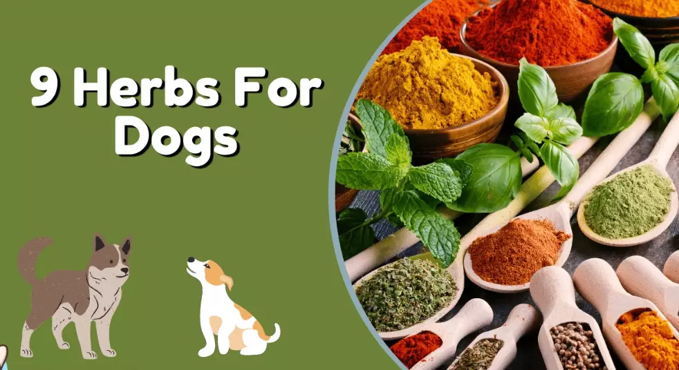 herbs for itchy dog skin herbs for itchy dog skin
