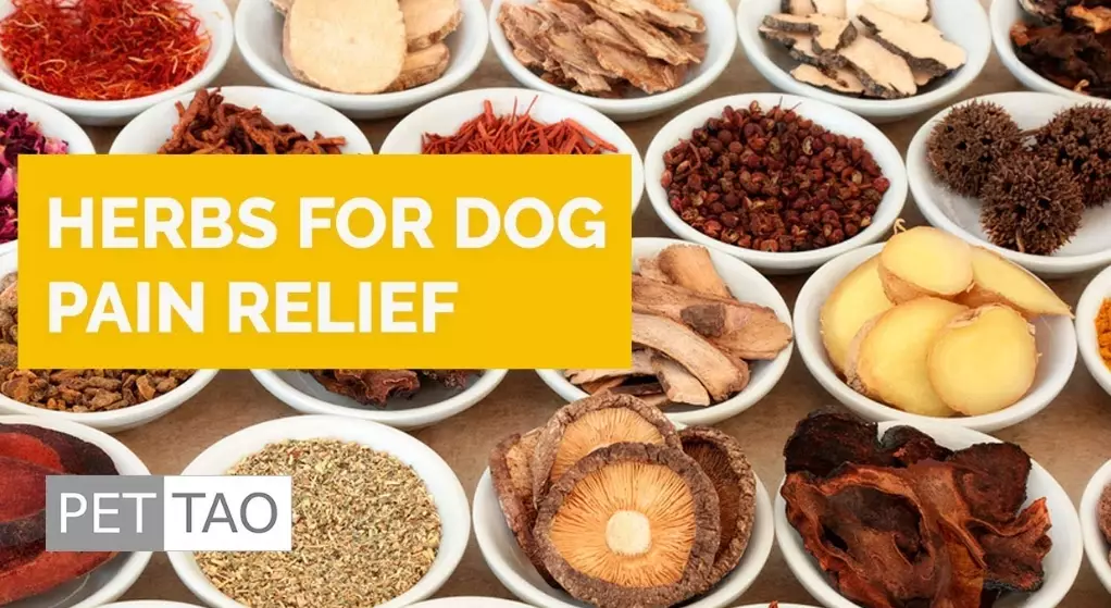 dog skin infection herbs dog skin infection herbs