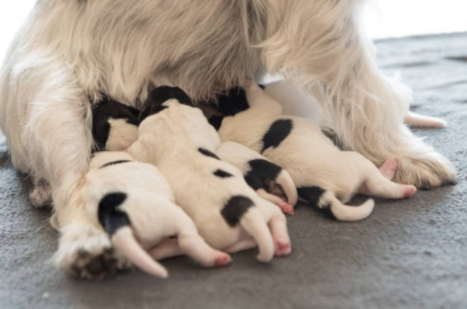 How long do puppies drink milk from their mother at night