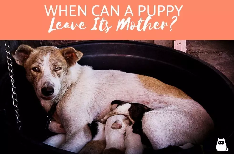 when can puppies leave mother when can puppies leave mother