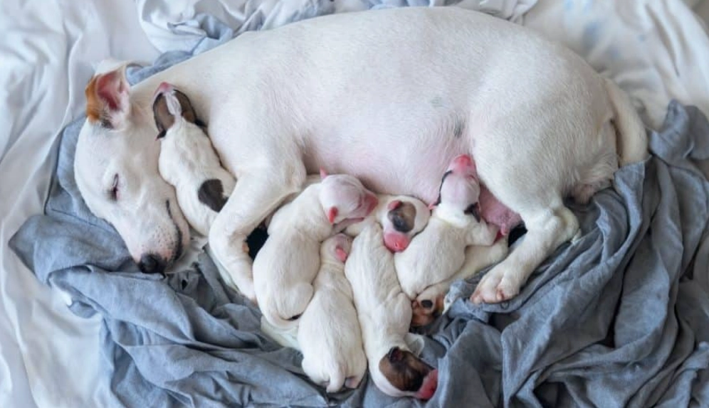 When do puppies leave their mom in the wild