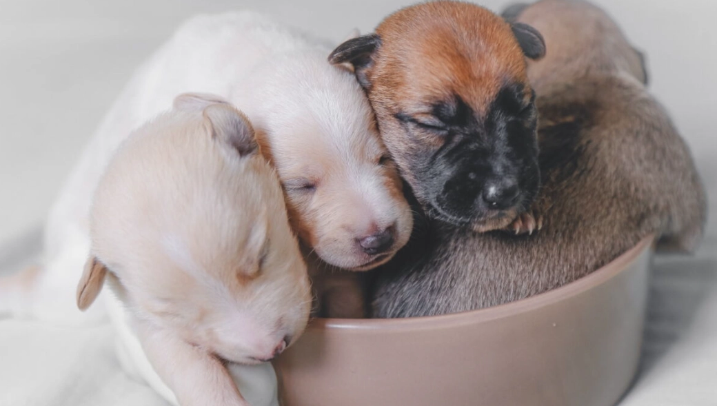 puppy separated too early puppy separated too early